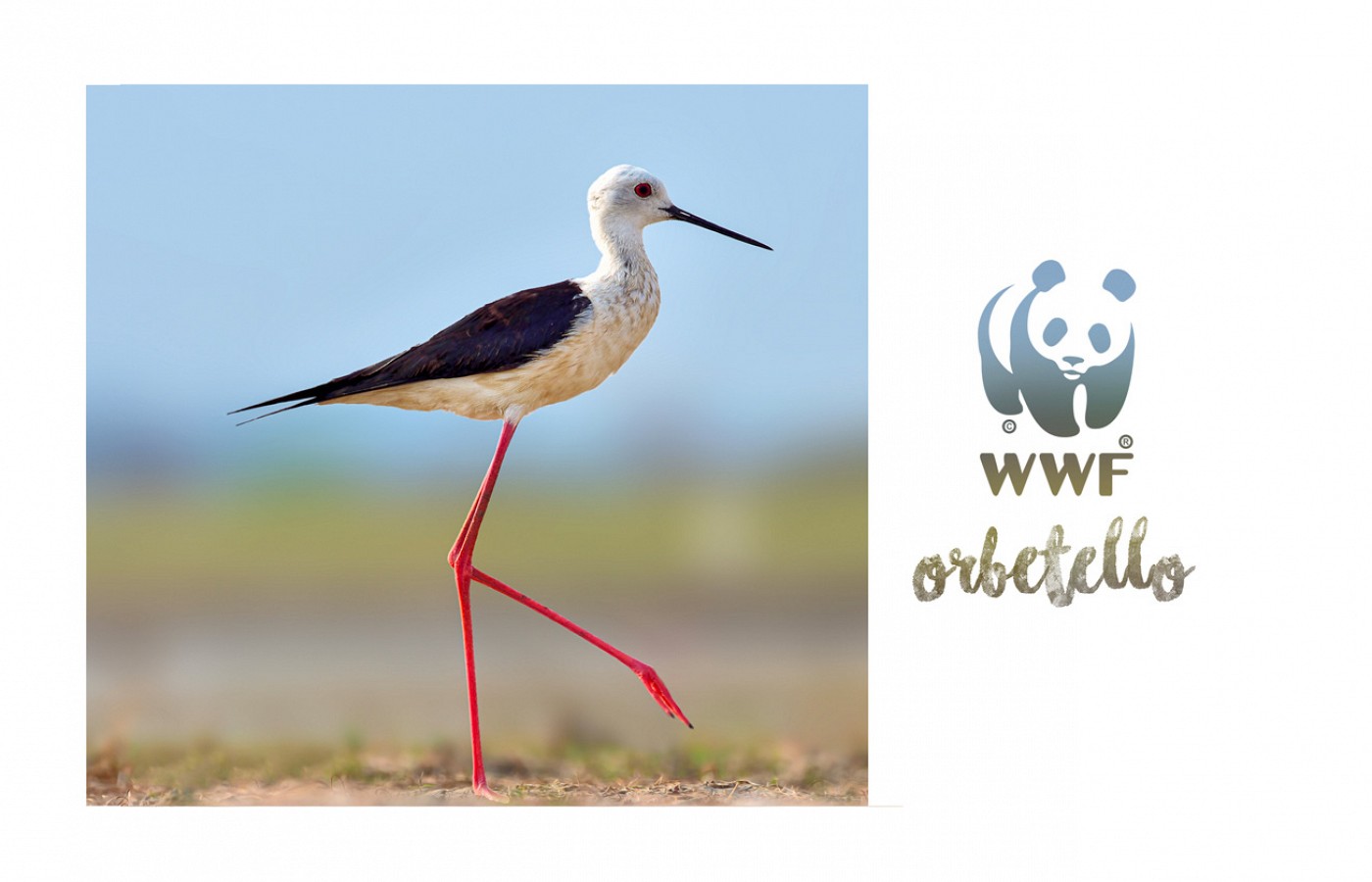 WWF Naturoase Orbetello